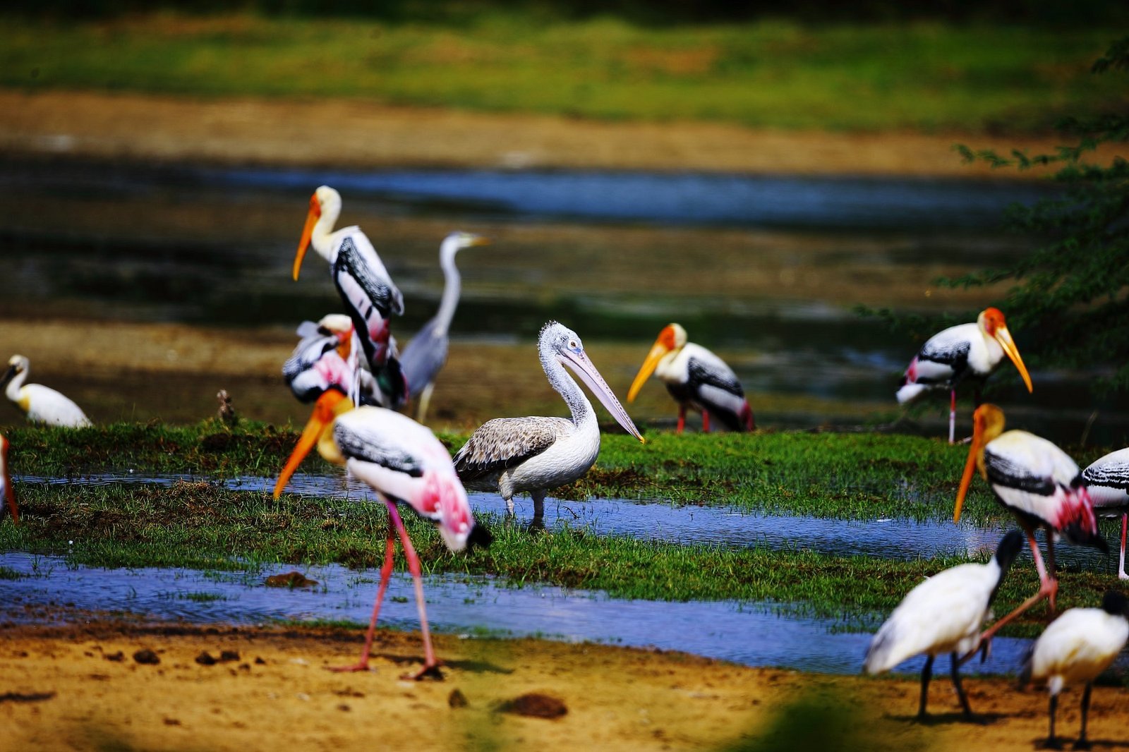 kumana bird safari